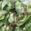 Raw Vegan Caesar Salad with Dairy-free Caesar Dressing