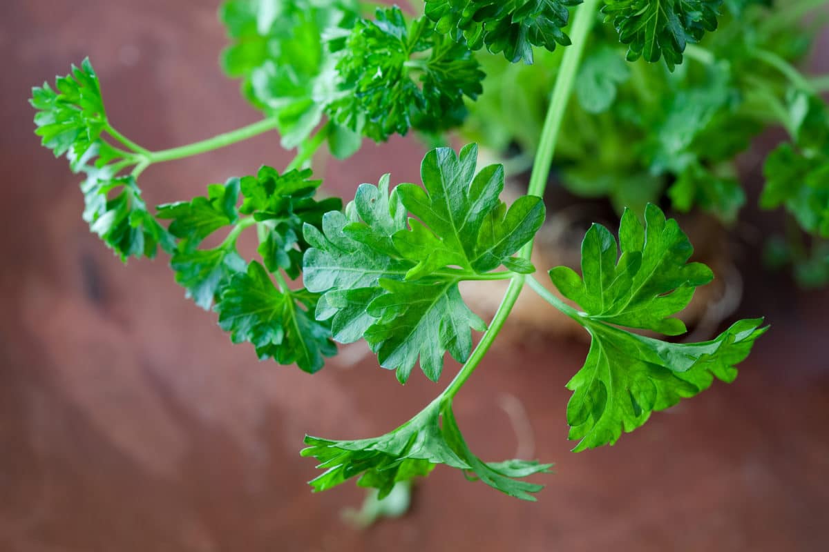 10 Amazing Reasons to Eat More Parsley! Young and Raw