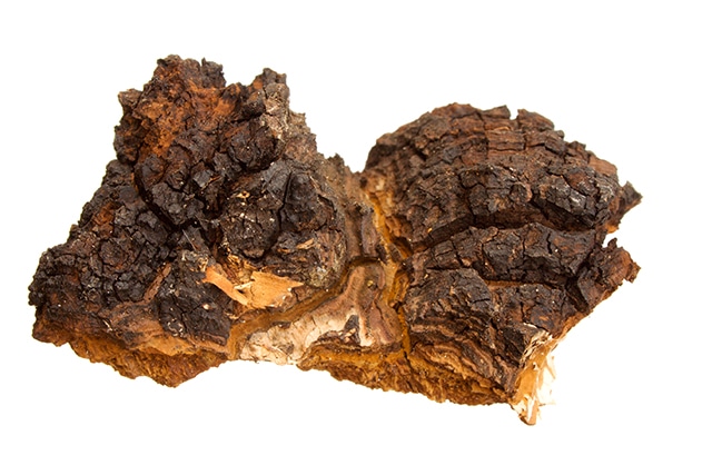 Chaga Mushroom