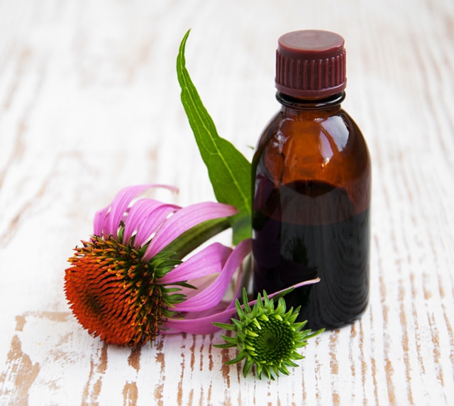 Echinacea Extract