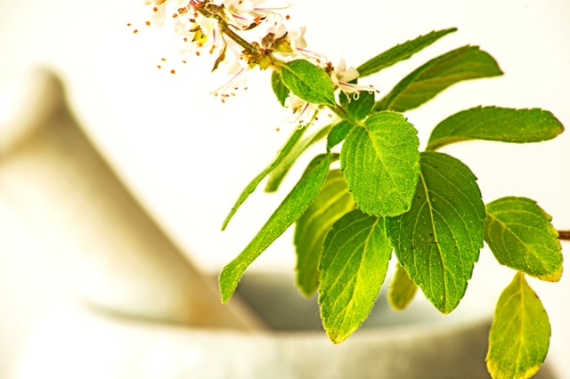 Holy Basil Leaf