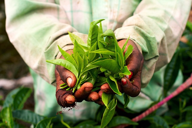 Holy Basil Naturally Lowers Cortisol and Anxiety Levels