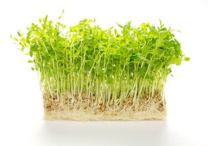 Bunch of Pea Sprouts