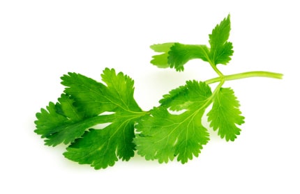 Cilantro aka Coriander