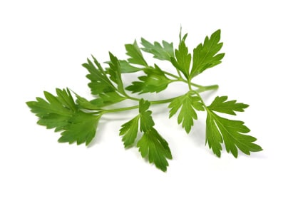 Italian Parsley