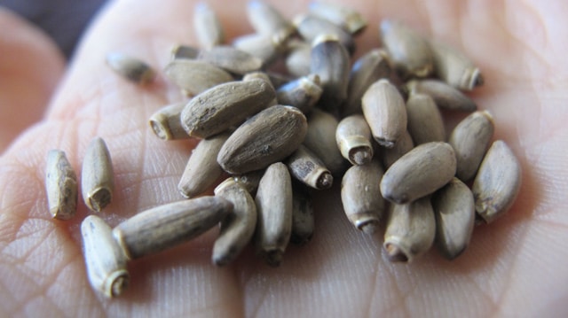 Milk Thistle Seeds