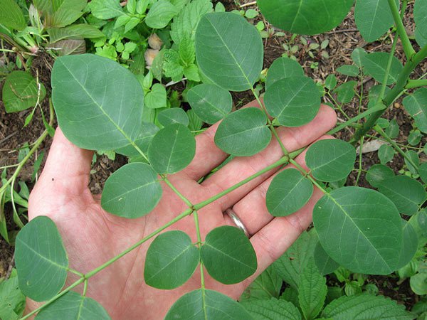 miracle-tree-moringa