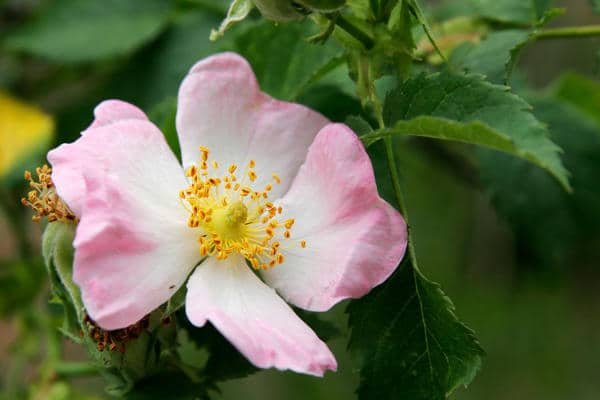 Edible Roses