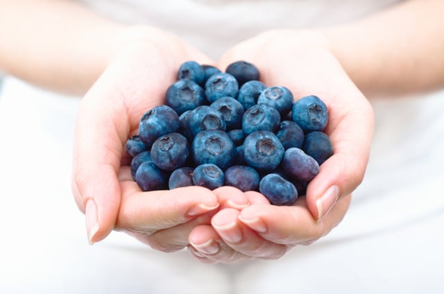 Holding Organic Wild Blueberries